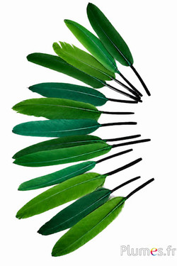 Oca - 10-15 cm - verde misto
